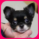 チワワ(ロング)【奈良県・女の子・2024年1月24日・ブラックタン&ホワイト (トライカラー)】の写真1