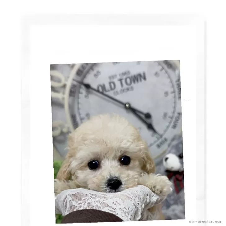 ティーカッププードル【兵庫県・女の子・2025年8月14日・アプリかクリーム】の写真1