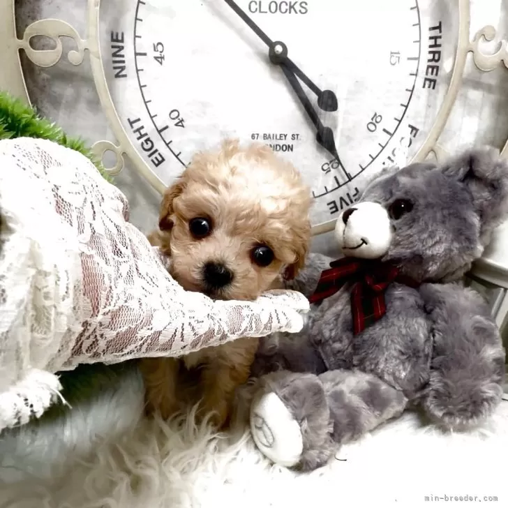 ティーカッププードル【兵庫県・女の子・2025年9月18日・アプリかクリーム】の写真1