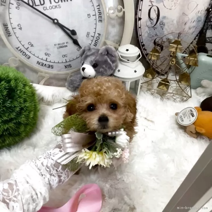 ID：2507-07470の子犬