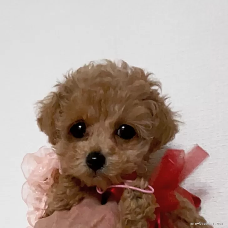 ID:2501-08273の子犬