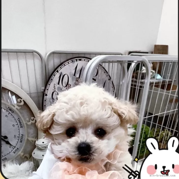 ID：2503-06080の子犬