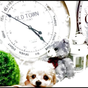 トイプードル(ティーカップ)【兵庫県・女の子・2025年9月18日・アプリかクリーム】の写真「瞳が抜群に大きくて群を抜く可愛さを持ってるな女の子」