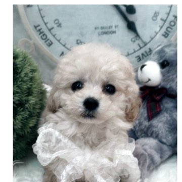 トイプードル(ティーカップ)【兵庫県・女の子・2025年8月14日・アプリかクリーム】の写真「めちゃくちゃアンヨの短い瞳の大きなアイラインの濃い」