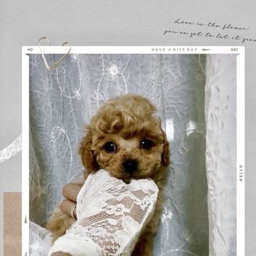 ティーカッププードル【兵庫県・男の子・2025年9月28日・レッド】の写真「人懐っこくてイケメンだけど可愛いお顔🩷」