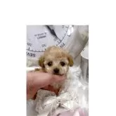 ティーカッププードル