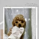 ティーカッププードル