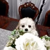 ティーカッププードル【兵庫県・女の子・2025年8月14日・アプリかクリーム】の写真1