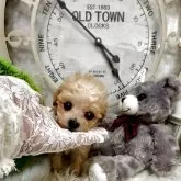 ティーカッププードル【兵庫県・女の子・2025年9月18日・アプリかクリーム】の写真3