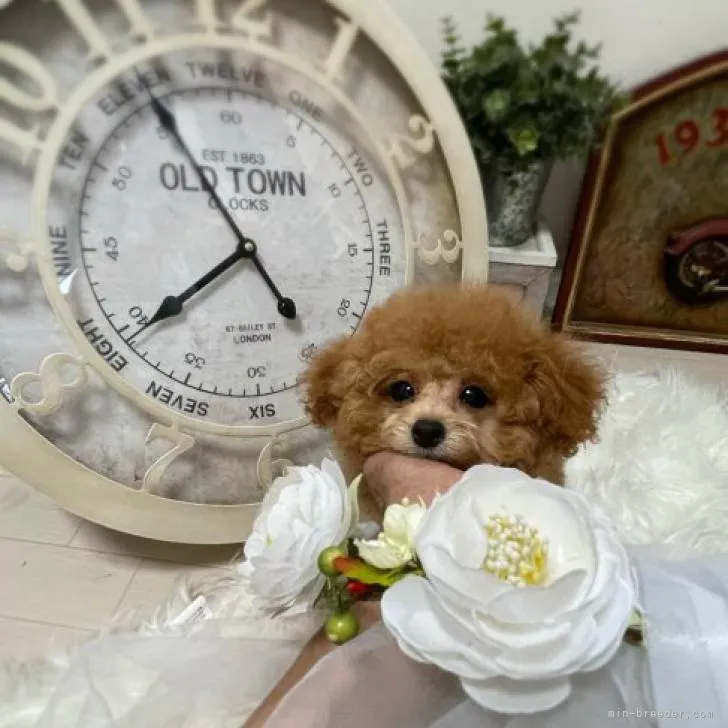 ID：2208-01027の子犬
