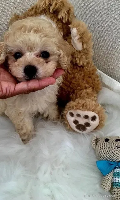 ID:1808-00007の子犬