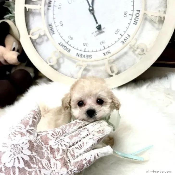 ID:2306-01795の子犬