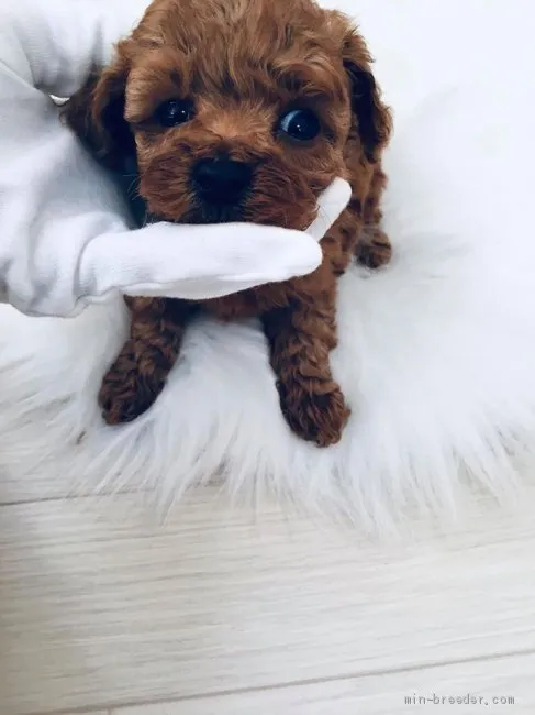 ID：2001-03537の子犬