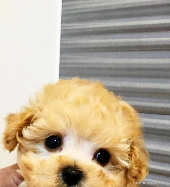 ID：2004-02801の子犬