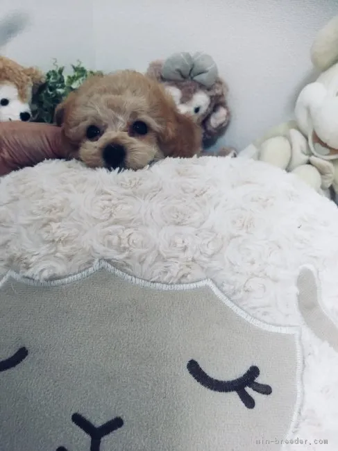 ID：1809-00265の子犬