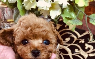 トイプードル(ティーカップ)【兵庫県・男の子・2018年12月25日・レッド】の写真「超かわいいテディベア顔　大きな目と短いお鼻がポイ　」