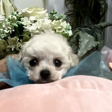 トイプードル(ティーカップ)【兵庫県・男の子・2022年11月27日・クリーム】の写真「超美形の小さなお顔と小さな体の特選君」