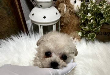 トイプードル(ティーカップ)【兵庫県・男の子・2021年12月20日・シャンパンに近いアプリコット】の写真「希少なシャンパンカラー毛色と大きな瞳のプリンス」