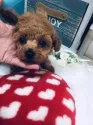 タイニープードル【兵庫県・男の子・2018年8月30日・キラキラ光って綺麗なレッドです】の写真5