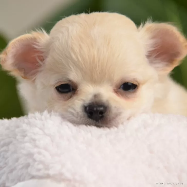 ID：2403-01943の子犬