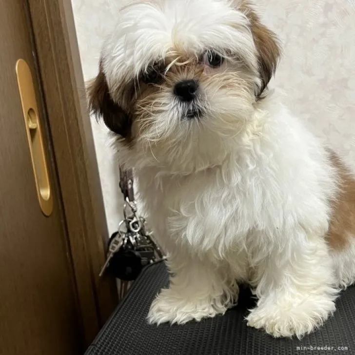 ID：2308-01037の子犬