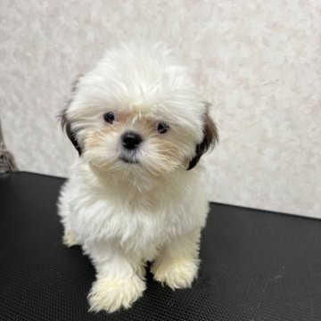 シーズー【愛知県・女の子・2023年5月1日・ホワイト&ゴールド】の写真「顔面パンチが有りますが顔面パンチが一つの個性的です」