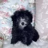 ティーカッププードル