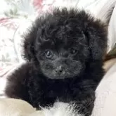 ティーカッププードル