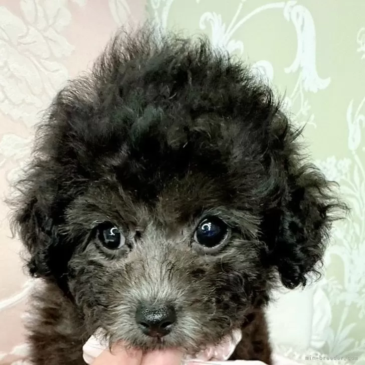 N.S 様のお迎えした子犬