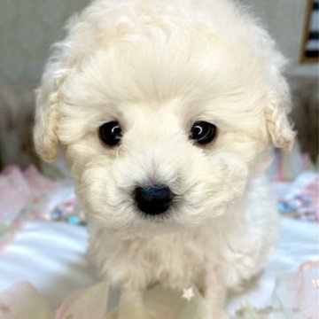 トイプードル(タイニー)【東京都・男の子・2023年2月11日・ホワイトからクリーム】の写真「小さめタイニーちゃん！あんよの短めの可愛い動き。」