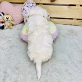 シュナマル(マルチーズ×ミニチュアシュナウザー)【長野県・男の子・2025年9月19日・クリーム】の写真10