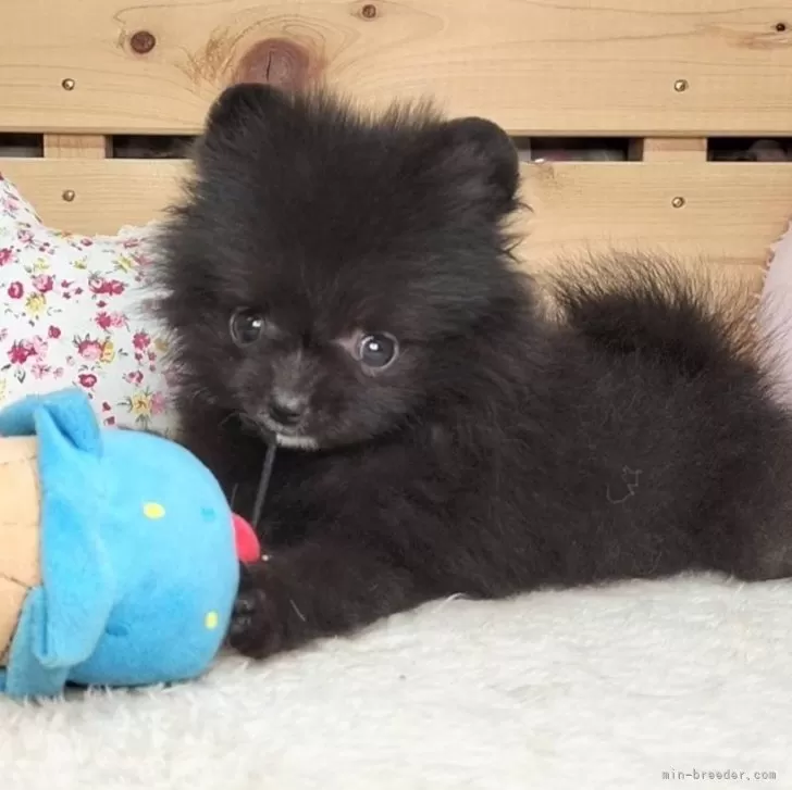 ID：2508-08399の子犬