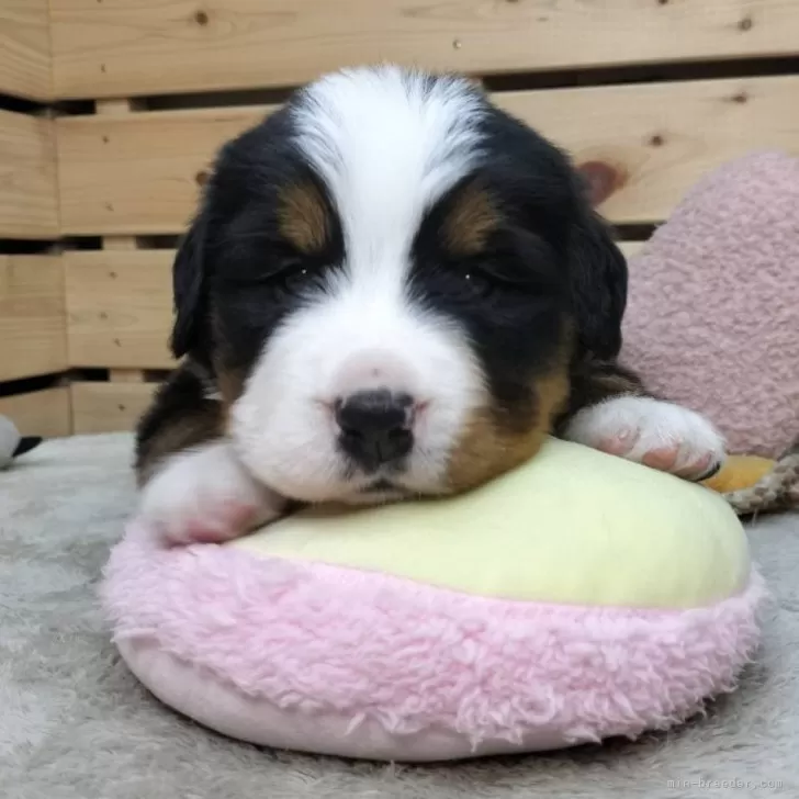 ID：2412-05157の子犬