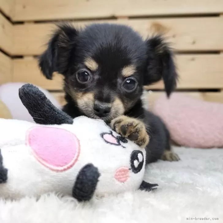 ID：2410-07710の子犬