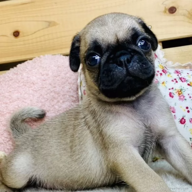 徳ちゃん 様のお迎えした子犬