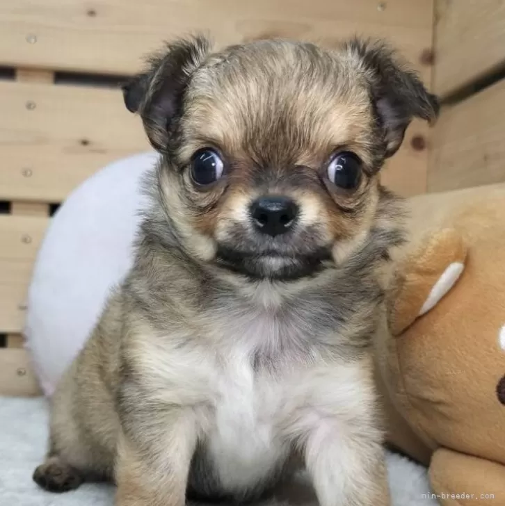 Y.M 様のお迎えした子犬