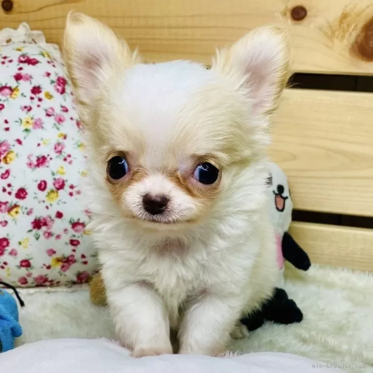 ID:2505-07280の子犬