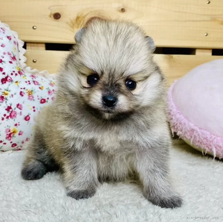 Iz 様のお迎えした子犬