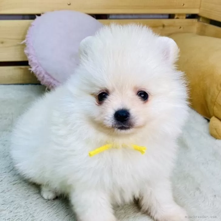 ID：2512-04024の子犬