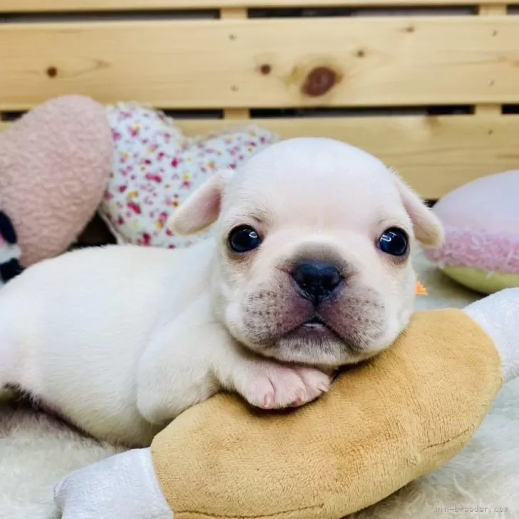 ID:2505-05698の子犬