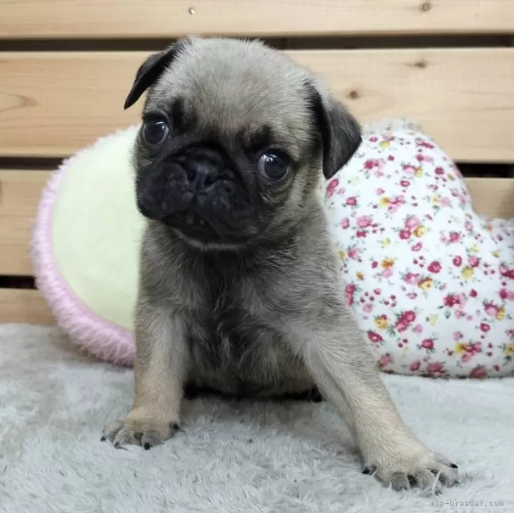 ID:2412-07355の子犬