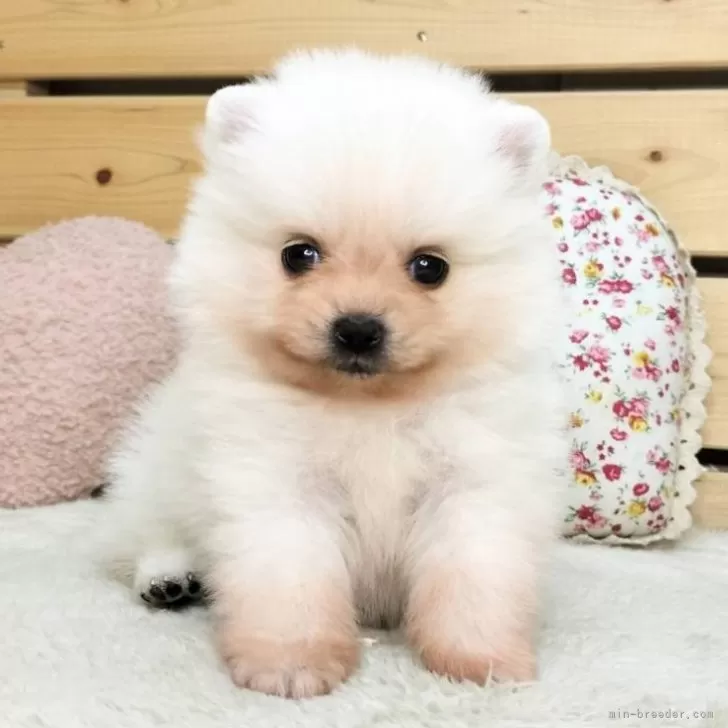 ID:2505-02441の子犬