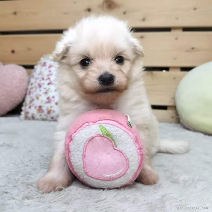 ID：2511-00564の子犬