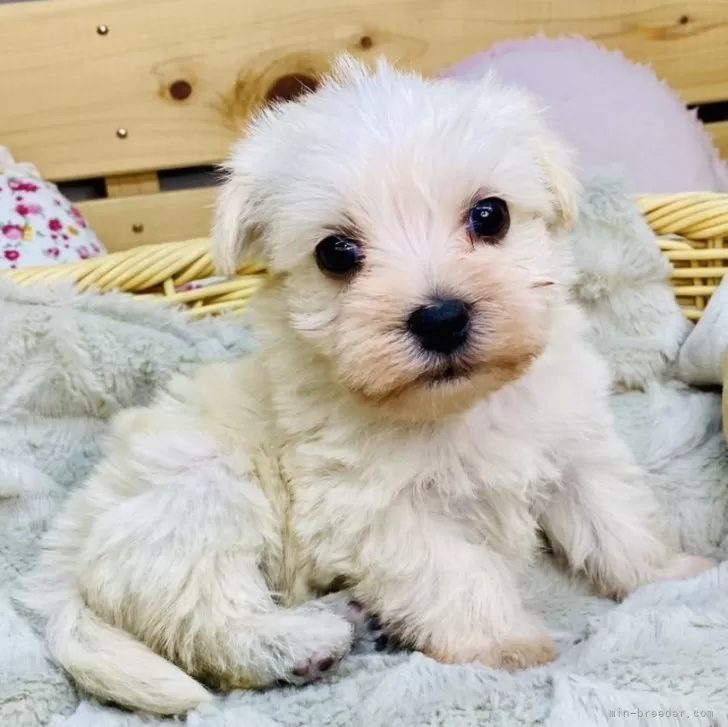 シュナマル(マルチーズ×ミニチュアシュナウザー)【長野県・男の子・2025年9月19日・クリーム】の写真1