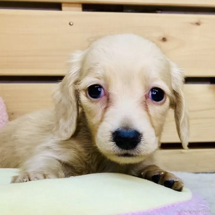 ID：2509-01387の子犬