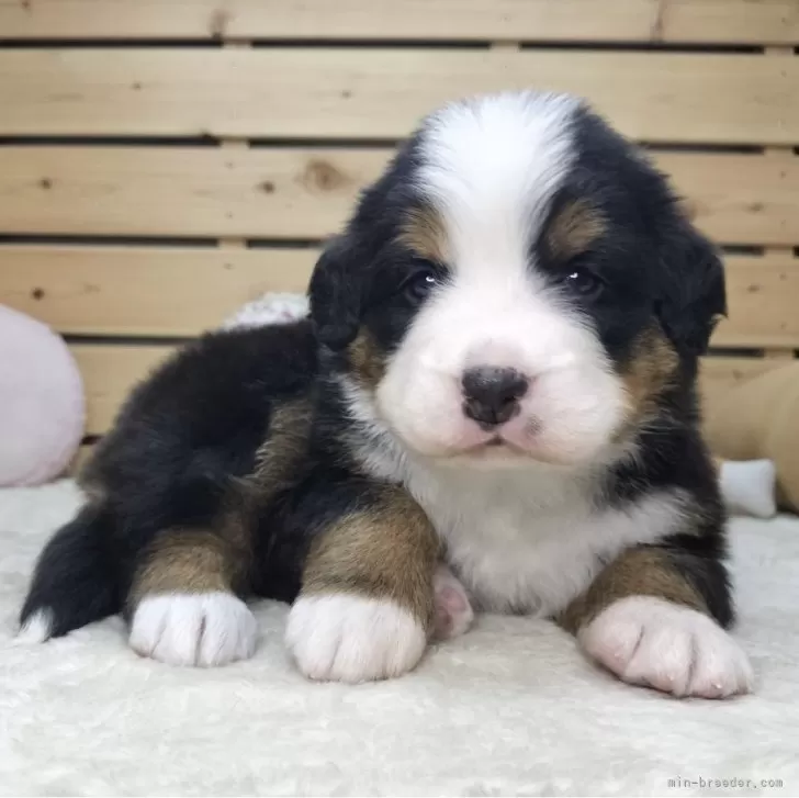 ID：2504-04579の子犬