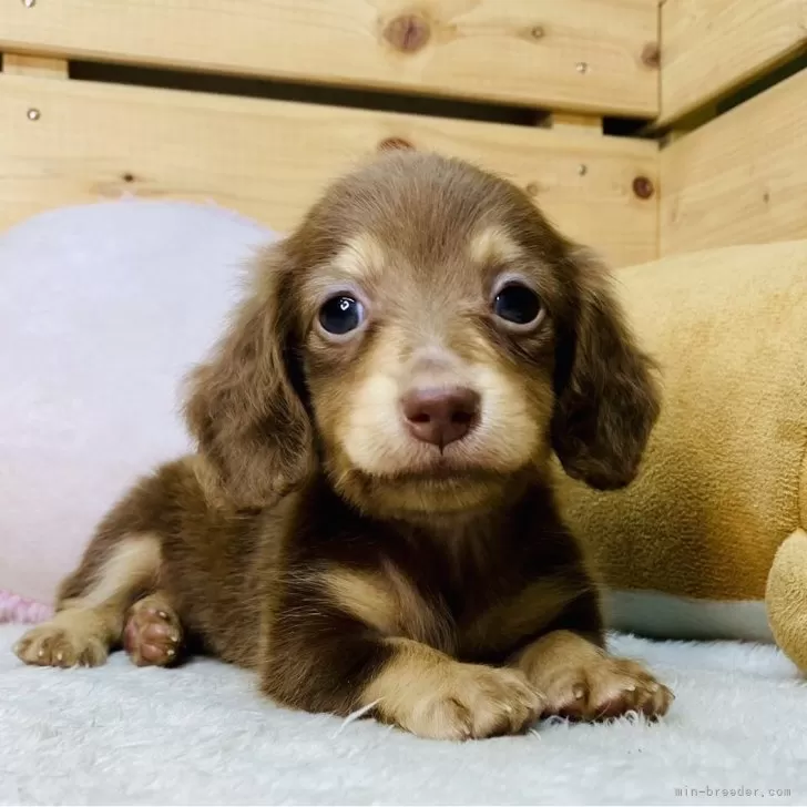 ID:2508-02910の子犬