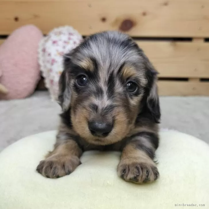 ID：2511-00554の子犬