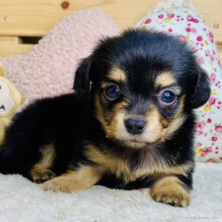 工藤 様のお迎えした子犬