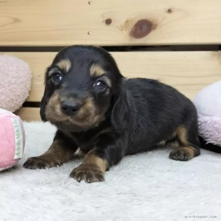 ID:2506-05949の子犬